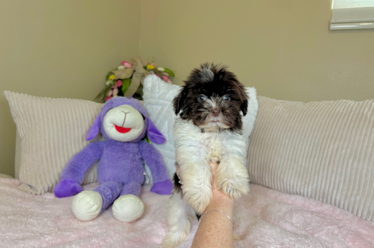 Cute Bichon Habanero Purebred Puppy