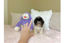 Cute Havanese Baby