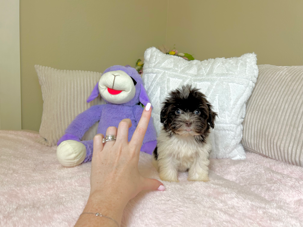 Cute Havanese Baby