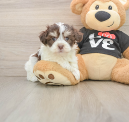 5 week old Havanese Puppy For Sale - Lone Star Pups