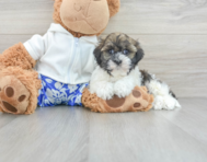 8 week old Havanese Puppy For Sale - Lone Star Pups