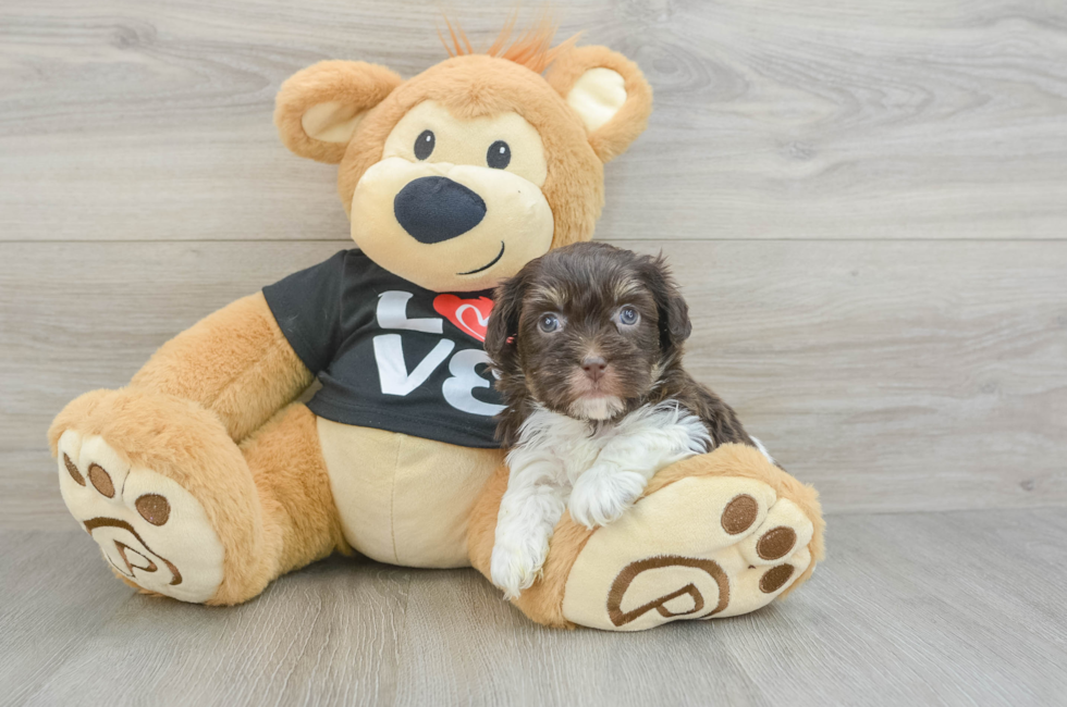 5 week old Havanese Puppy For Sale - Lone Star Pups