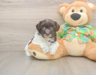 7 week old Havanese Puppy For Sale - Lone Star Pups