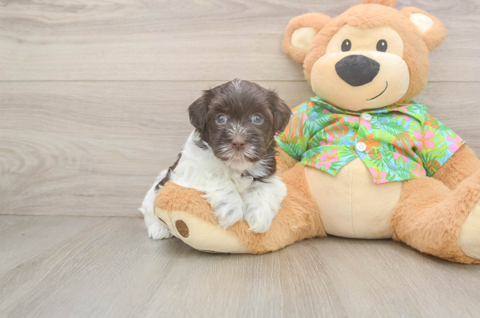 5 week old Havanese Puppy For Sale - Lone Star Pups