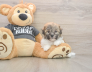 6 week old Havanese Puppy For Sale - Lone Star Pups