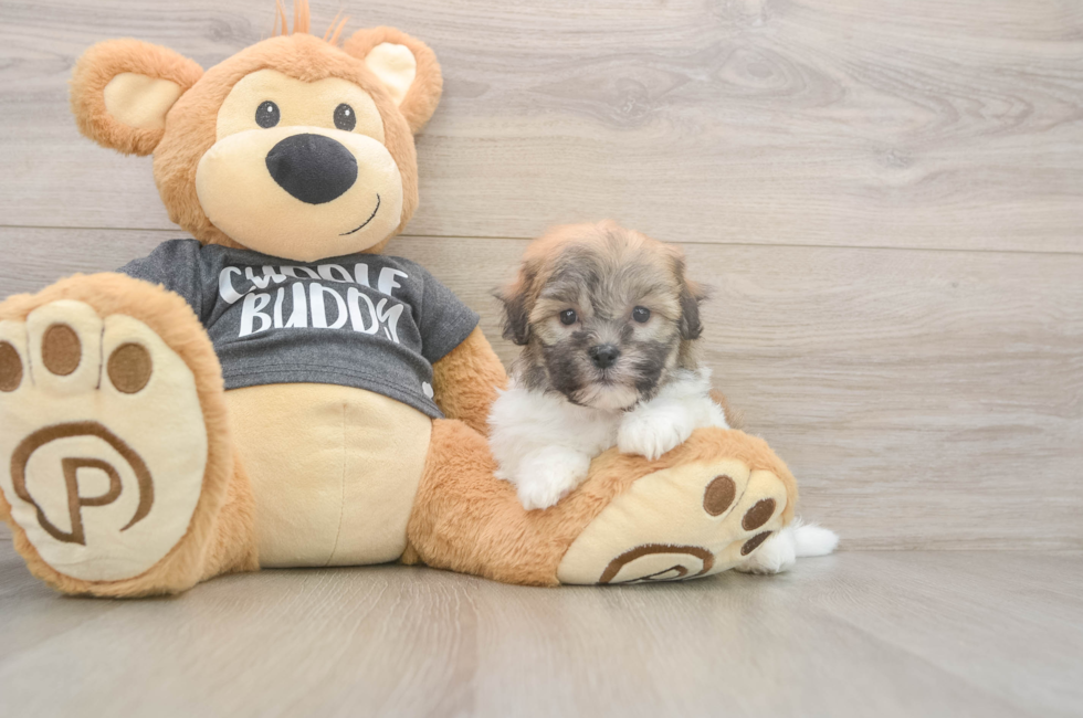 5 week old Havanese Puppy For Sale - Lone Star Pups