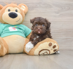 5 week old Havanese Puppy For Sale - Lone Star Pups