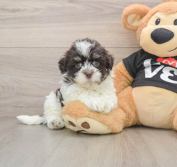 6 week old Havanese Puppy For Sale - Lone Star Pups