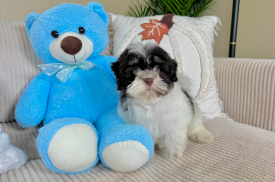 Cute Havanese Purebred Pup