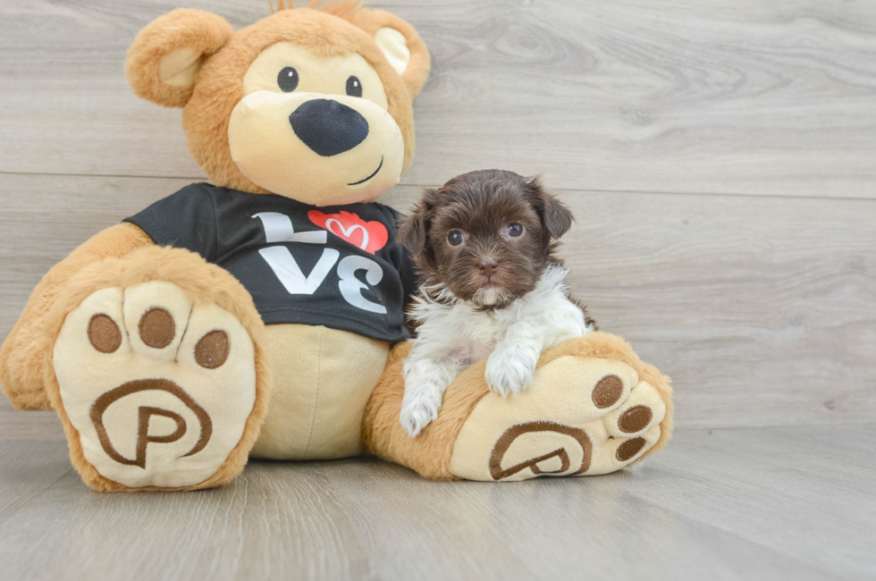 5 week old Havanese Puppy For Sale - Lone Star Pups