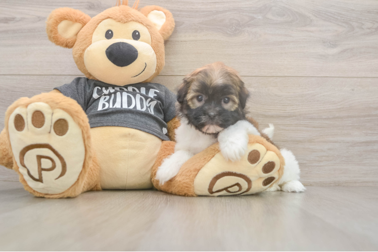 Cute Bichon Havanes Purebred Puppy