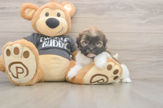 5 week old Havanese Puppy For Sale - Lone Star Pups Cute Bichon Havanes Purebred Puppy