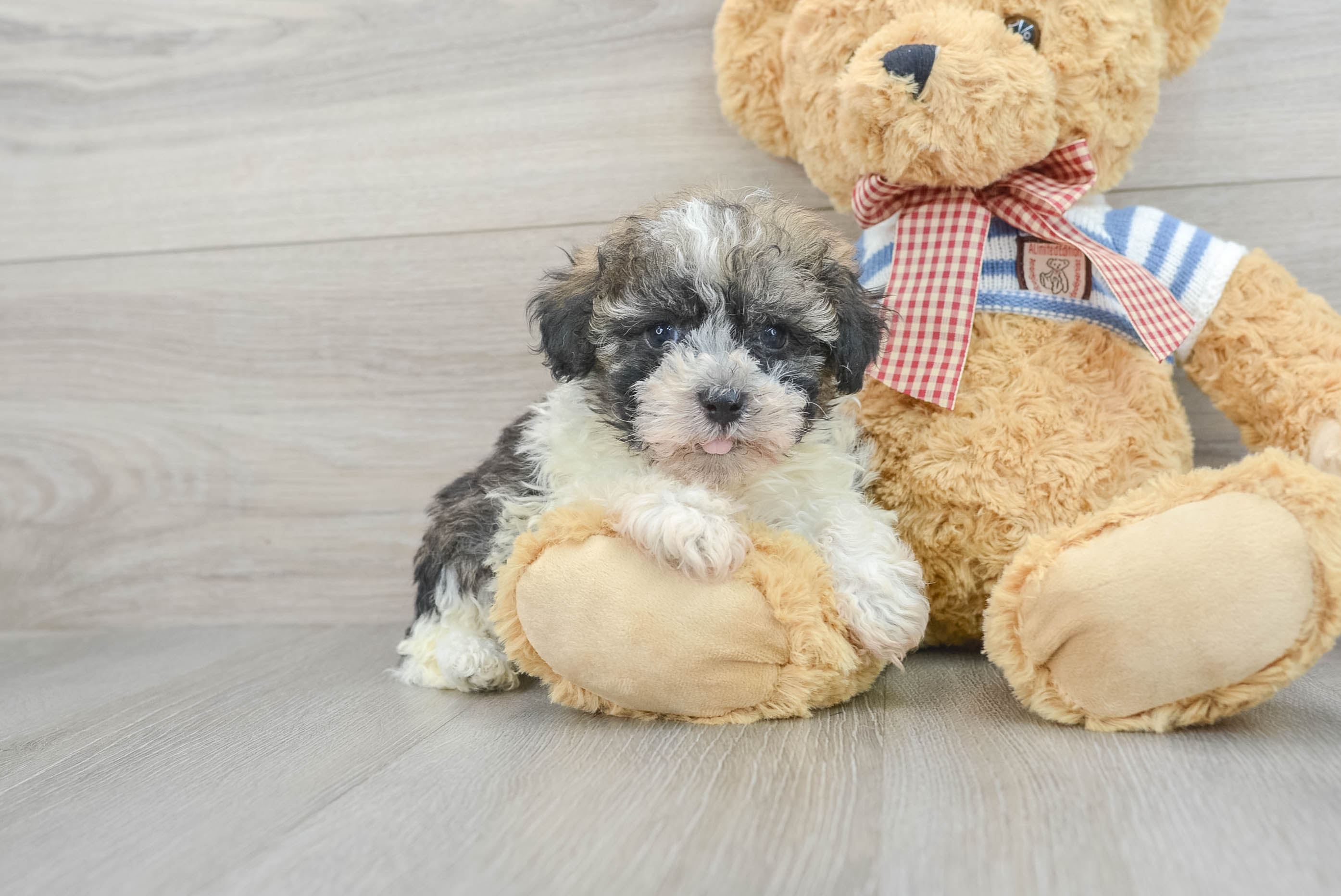 Funny Havanese Baby