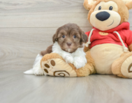 8 week old Havanese Puppy For Sale - Lone Star Pups