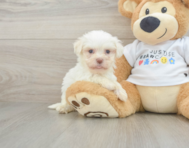 8 week old Havanese Puppy For Sale - Lone Star Pups