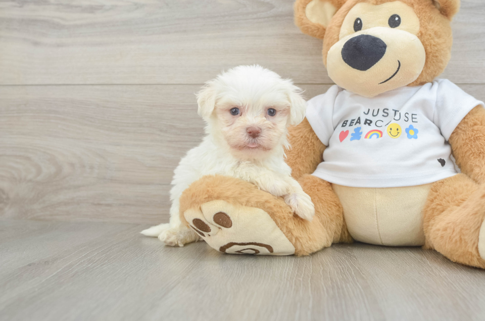 6 week old Havanese Puppy For Sale - Lone Star Pups