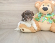 7 week old Havanese Puppy For Sale - Lone Star Pups