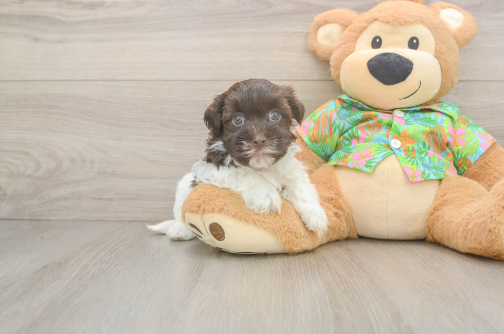 5 week old Havanese Puppy For Sale - Lone Star Pups
