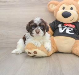 6 week old Havanese Puppy For Sale - Lone Star Pups