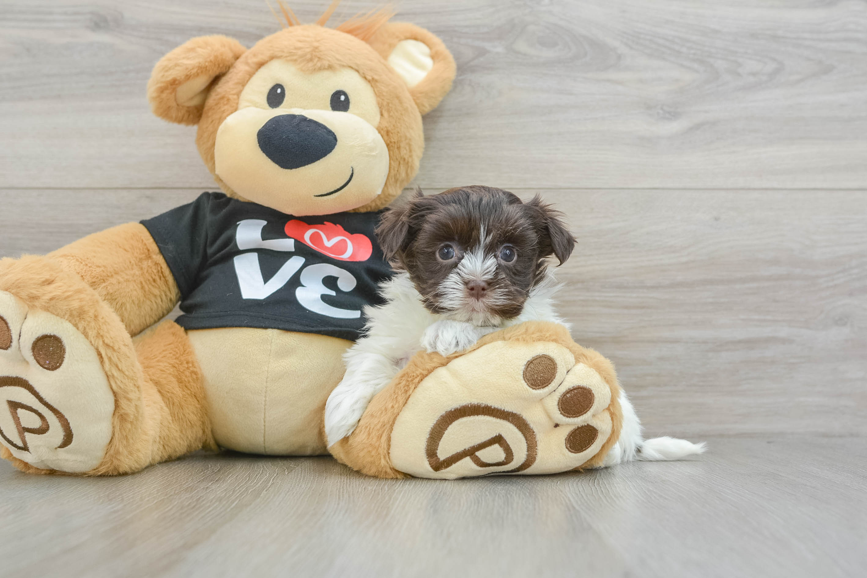 Small Havanese Baby