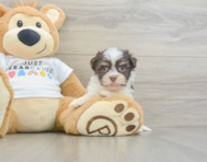8 week old Havanese Puppy For Sale - Lone Star Pups