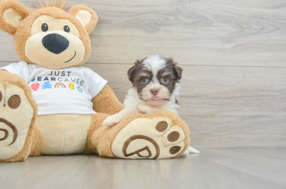 6 week old Havanese Puppy For Sale - Lone Star Pups