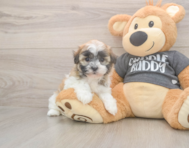 7 week old Havanese Puppy For Sale - Lone Star Pups