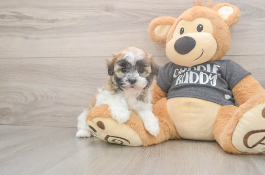 5 week old Havanese Puppy For Sale - Lone Star Pups Akc Registered Havanese Purebred Pup