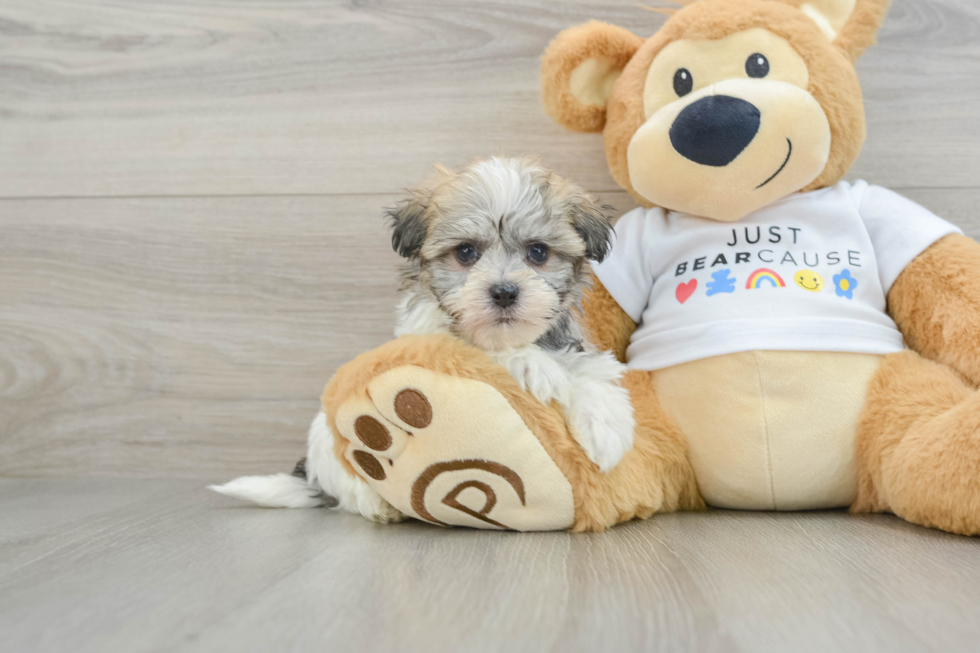 Playful Havanese Baby