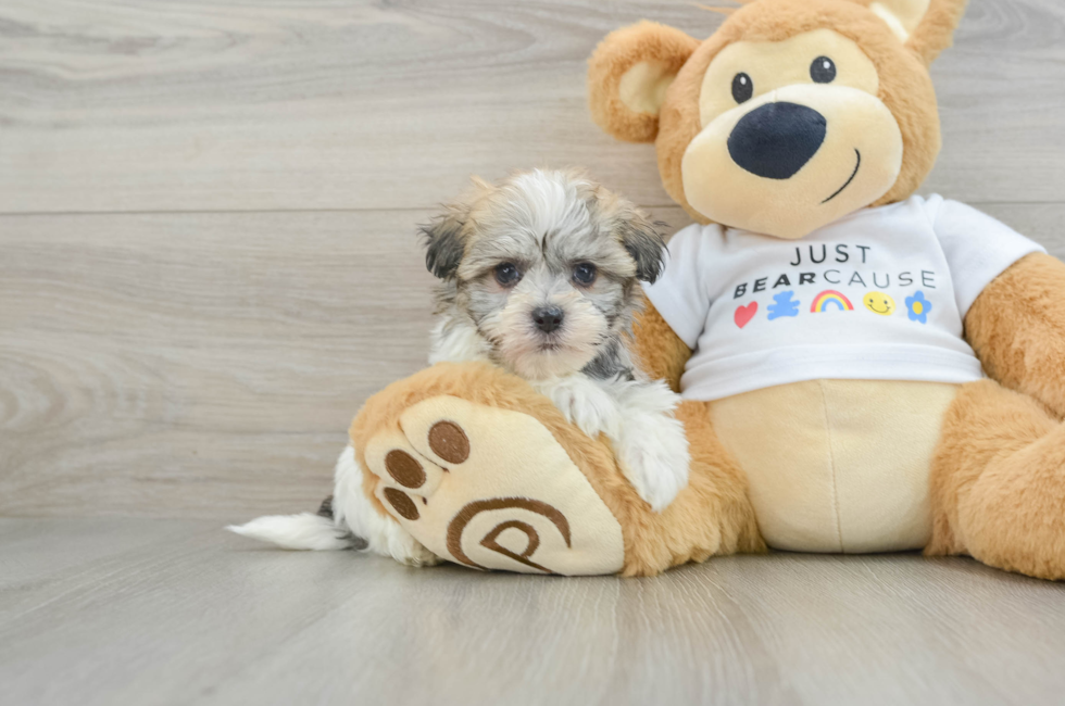 6 week old Havanese Puppy For Sale - Lone Star Pups