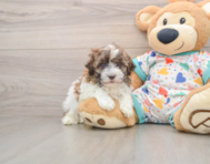 7 week old Havanese Puppy For Sale - Lone Star Pups