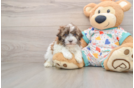 Havanese Puppy for Adoption