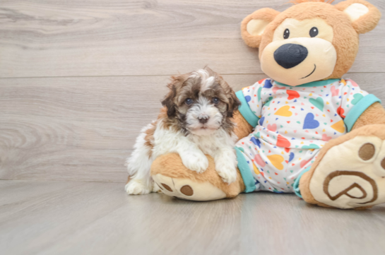 Havanese Puppy for Adoption