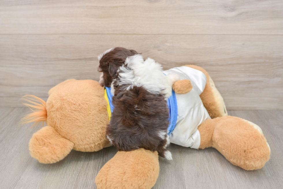Havanese Puppy for Adoption