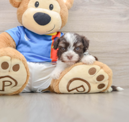 5 week old Havanese Puppy For Sale - Lone Star Pups