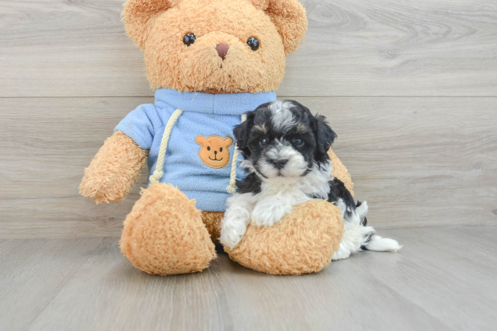 Playful Havanese Purebred Pup