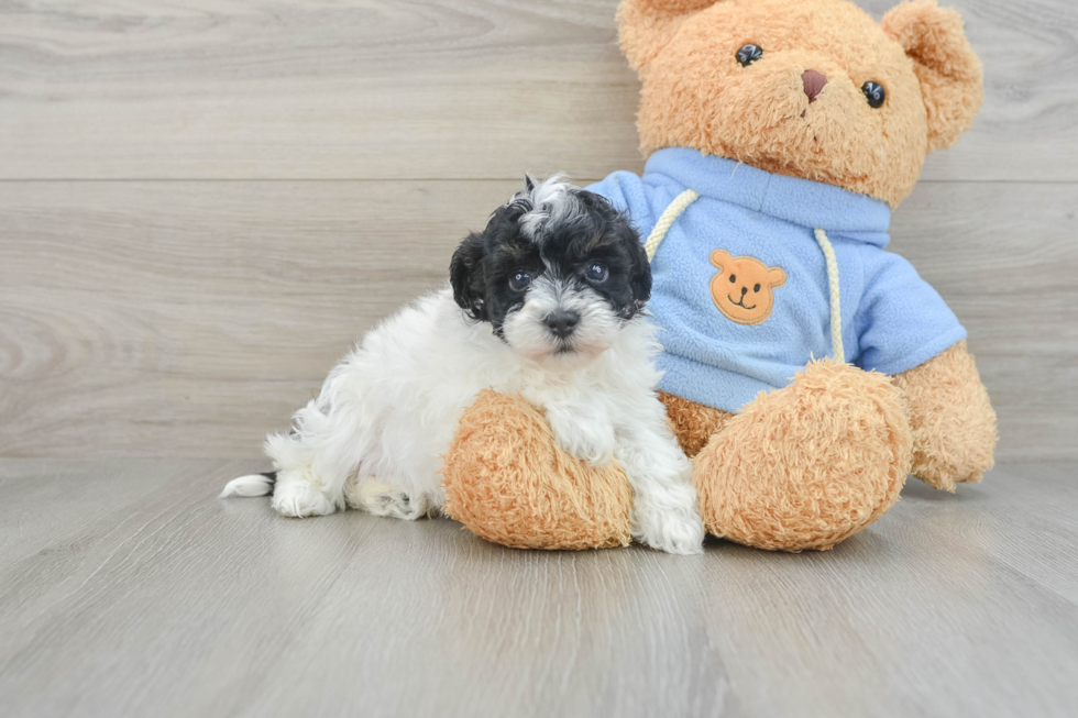 Little Havanese Purebred Pup