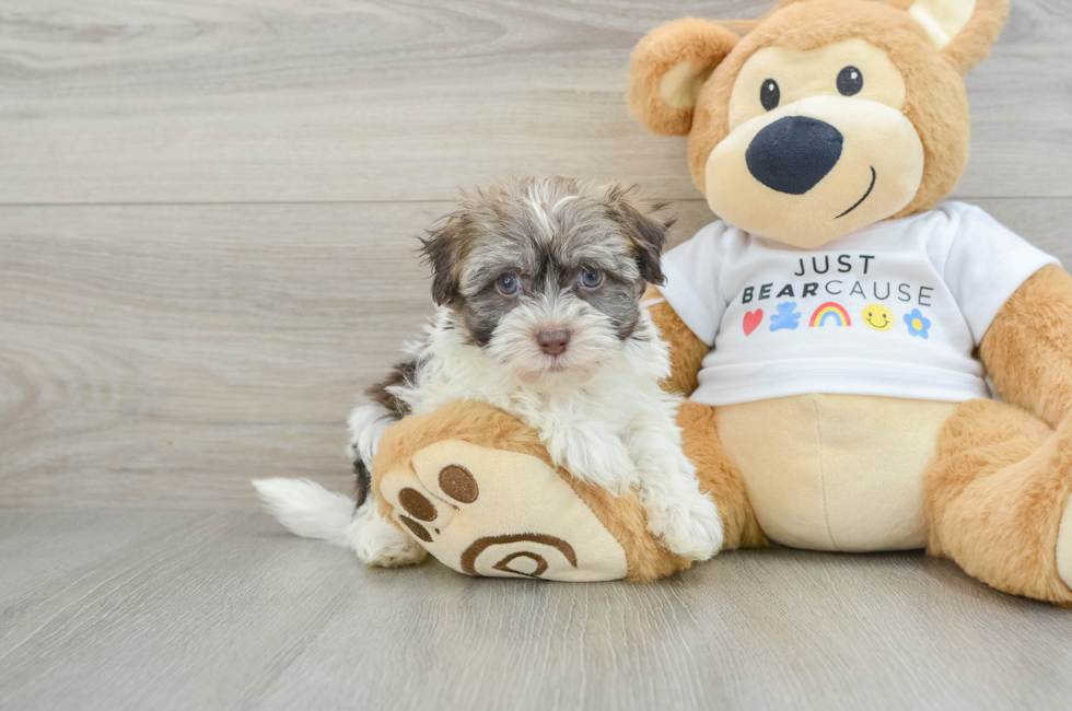 6 week old Havanese Puppy For Sale - Lone Star Pups