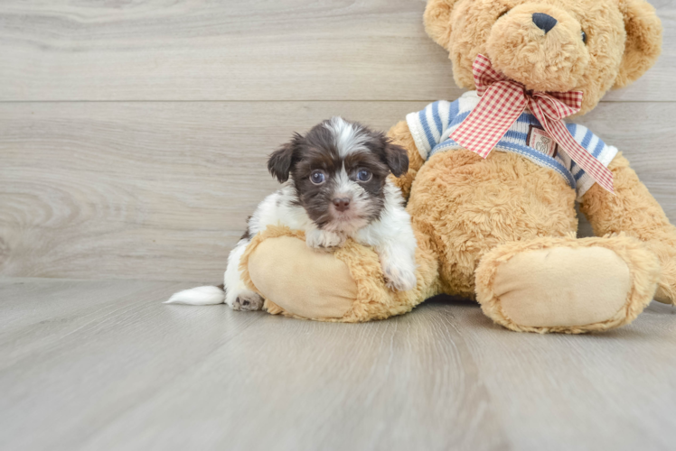 Havanese Pup Being Cute