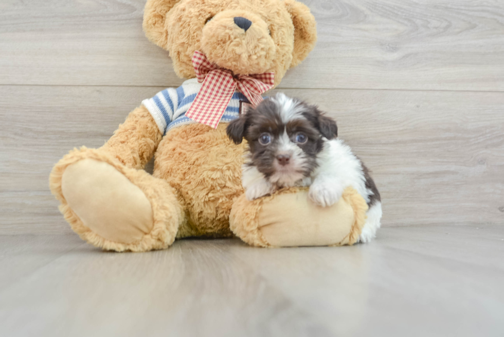 Playful Havanese Purebred Pup