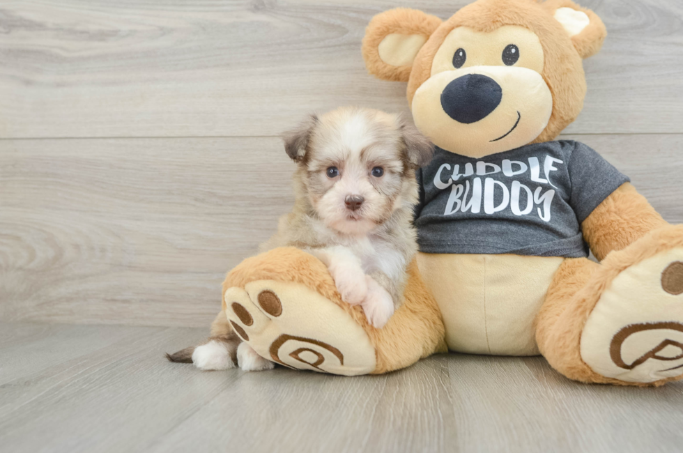 6 week old Havanese Puppy For Sale - Lone Star Pups