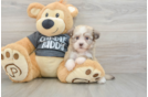 Havanese Puppy for Adoption