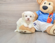 5 week old Havanese Puppy For Sale - Lone Star Pups