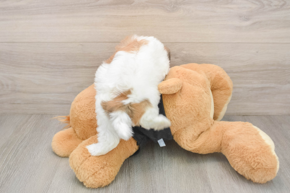 Playful Havanese Baby