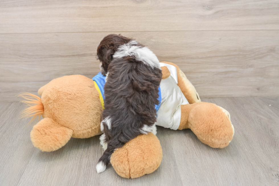 Havanese Puppy for Adoption