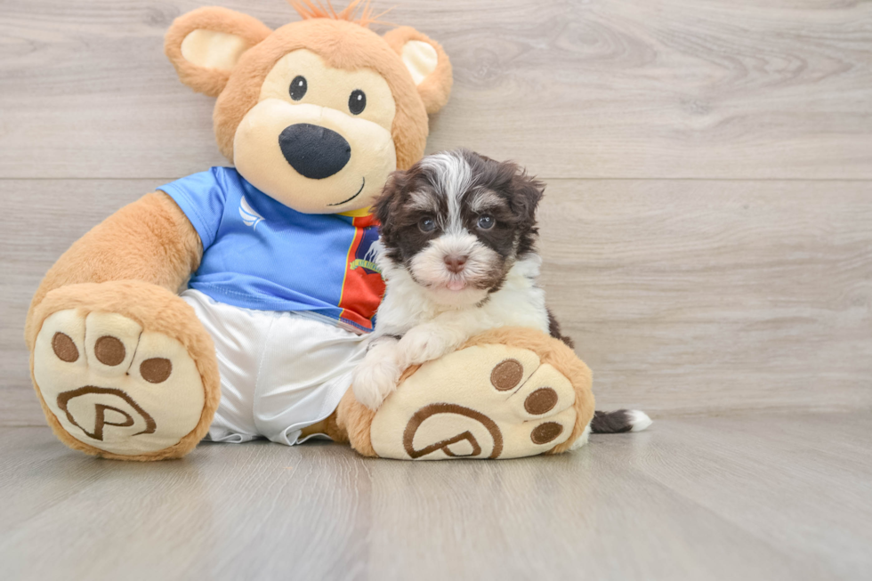 Havanese Pup Being Cute