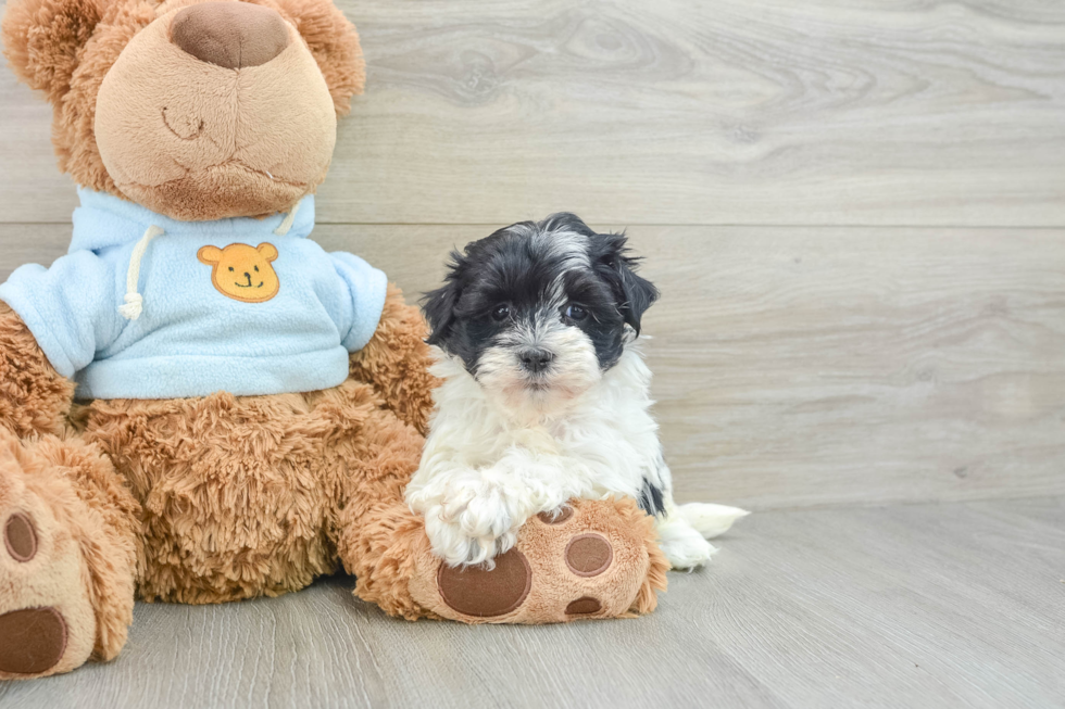 Popular Havanese Purebred Pup