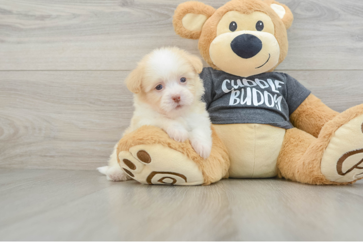 Havanese Pup Being Cute