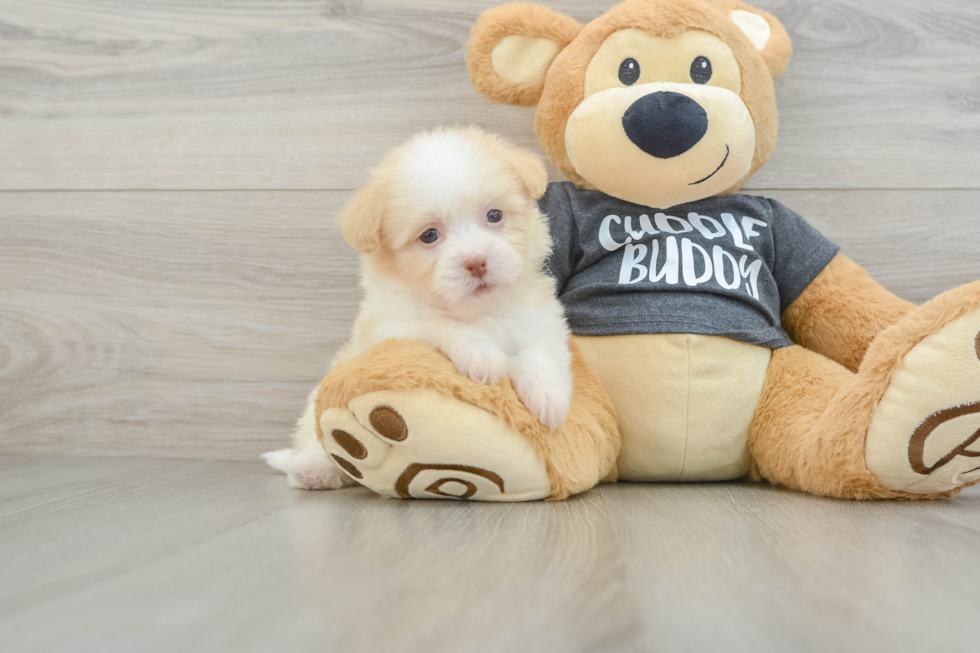 Havanese Pup Being Cute
