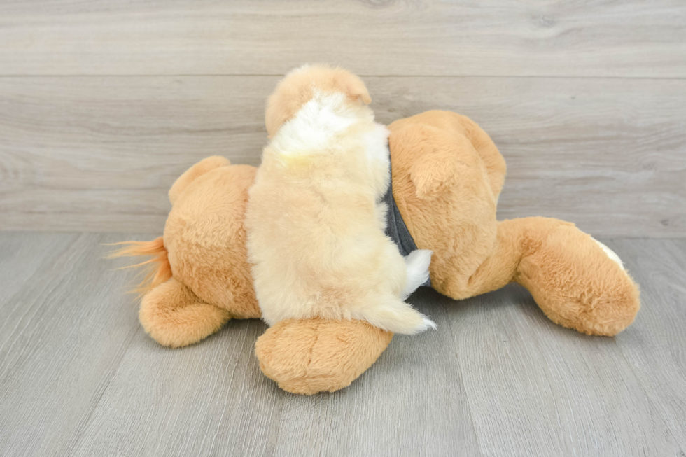 Small Havanese Purebred Pup
